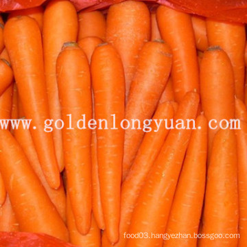 2014 New Crop Fresh Carrot